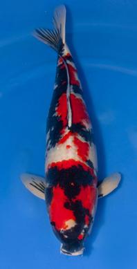 Wales WI Koi Species Identification |