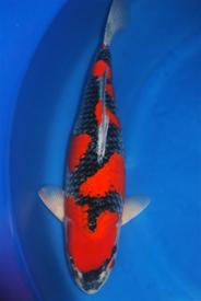 Wales WI Koi Species Identification |