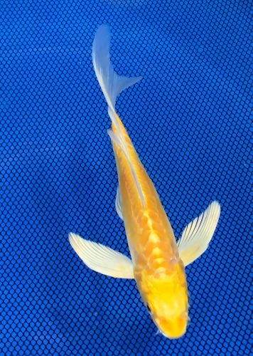 8 inch Doitsu Yamabuki Ogon Butterfly 006C