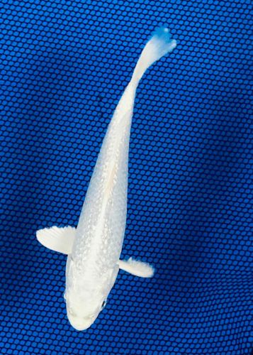 7 inch Gin Rin Platinum Ogon 027B