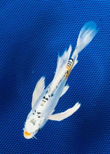 7.5 inch Kin Kikokuryu Butterfly 034B