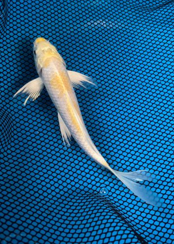 5 inch Lemon Hariwake Butterfly 075A