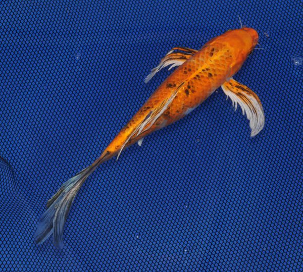 11 inch Yamato Nishiki 007E