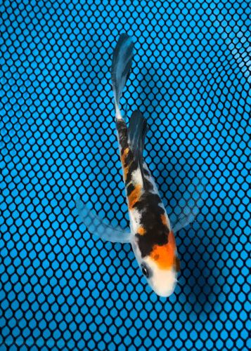 4 inch Doitsu Sanke Butterfly 108A