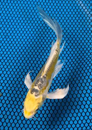 koi様 The Koi Tank, Wales WI