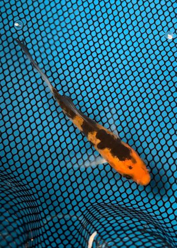 3.5 inch Doitsu Sanke Butterfly 156A