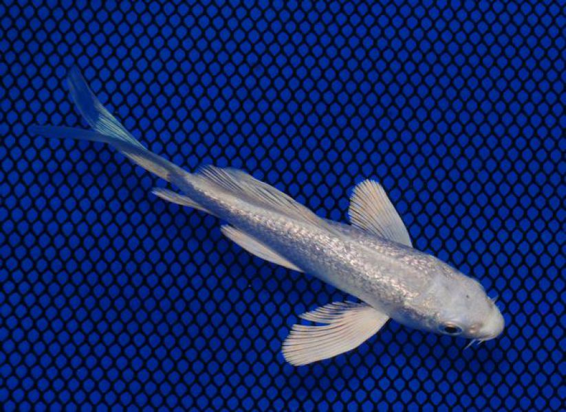 5 inch Gin Rin Platinum Ogon Butterfly 031