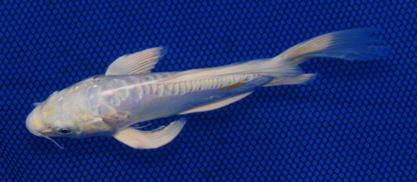 7 inch Doitsu Platinum Ogon Butterfly 038