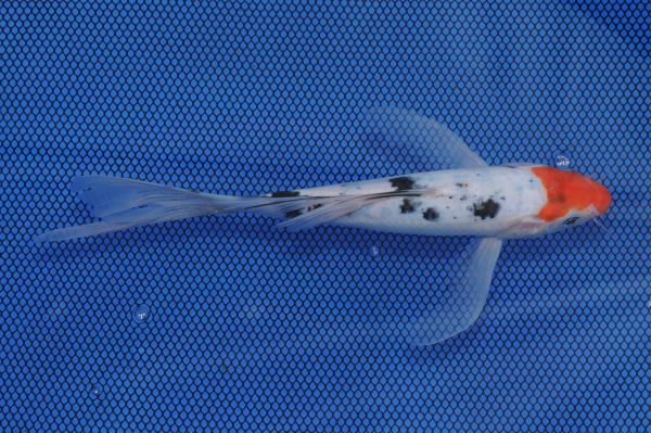 9 inch Sanke Butterfly 078D